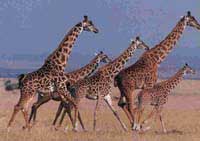 Girafe
