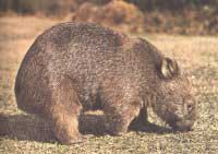 Wombat