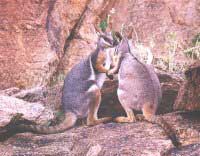 Wallaby des roches à queue annelée