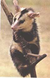 Opossum commun