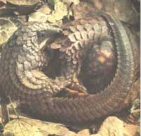 Pangolin  petites cailles