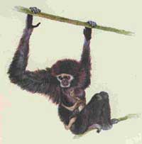 Gibbon Lar