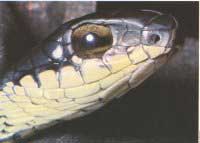 Boomslang