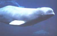 baleine blanche