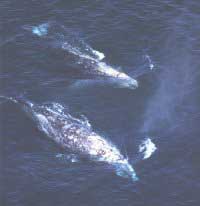 Baleine grise