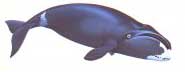 Baleine franche du Groenland