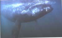 Baleine franche australe