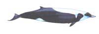 Baleine de Layard