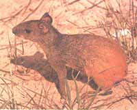 Agouti