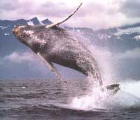 Baleine à bosse ou jubarte