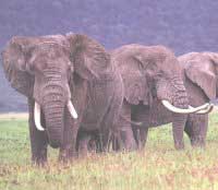 Eléphant d’Afrique