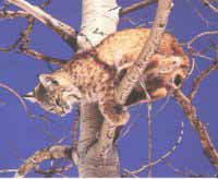 Lynx roux ou bobcat