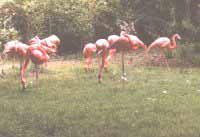 Flamant rose