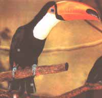 Toucan toco