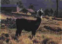 Lama