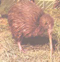Kiwi commun