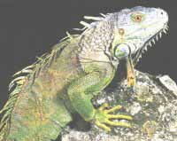 Iguane vert