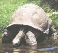 Tortue gante des Seychelle