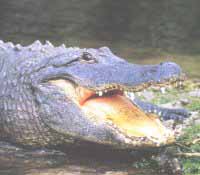 Alligator amricain