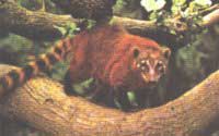 Coati brun