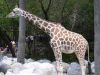 girafe.jpg