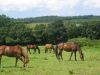 pension_chevaux_finistere.jpg